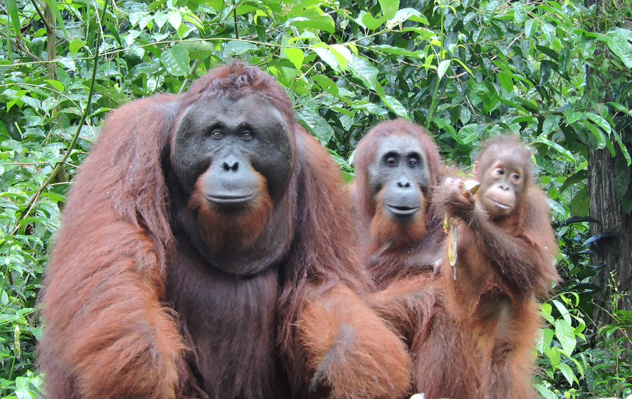 orang-utans